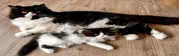 Persian cats for sale: Final Persian x Ragdoll female - Advert 5