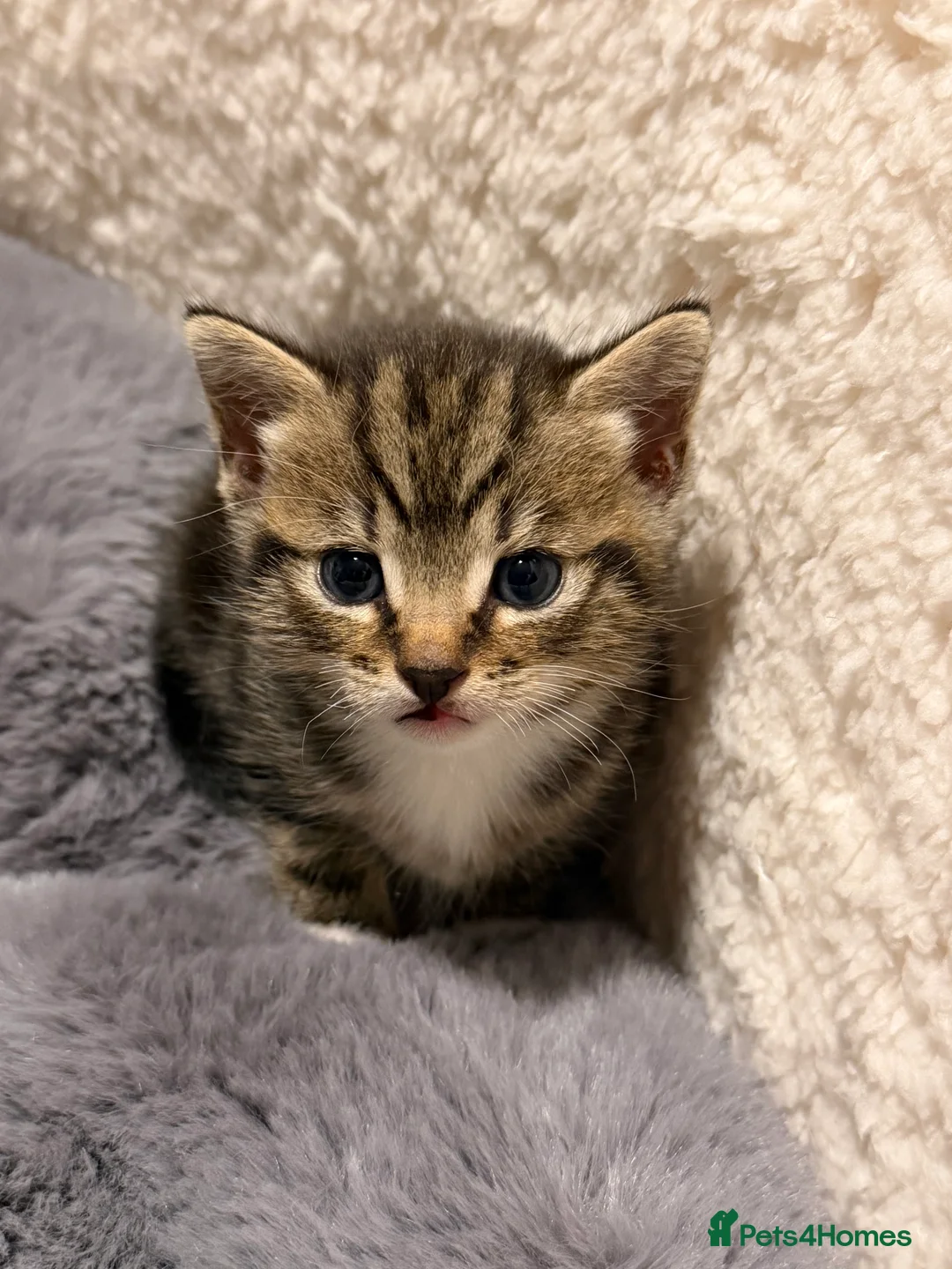 Aegean cats for sale: Beautiful kitten for sale  - Advert 3