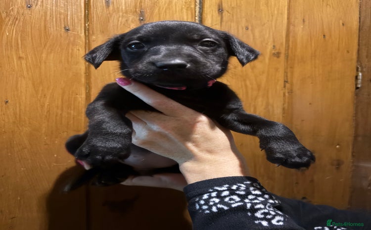 Labrador Retriever dogs - Advert 15