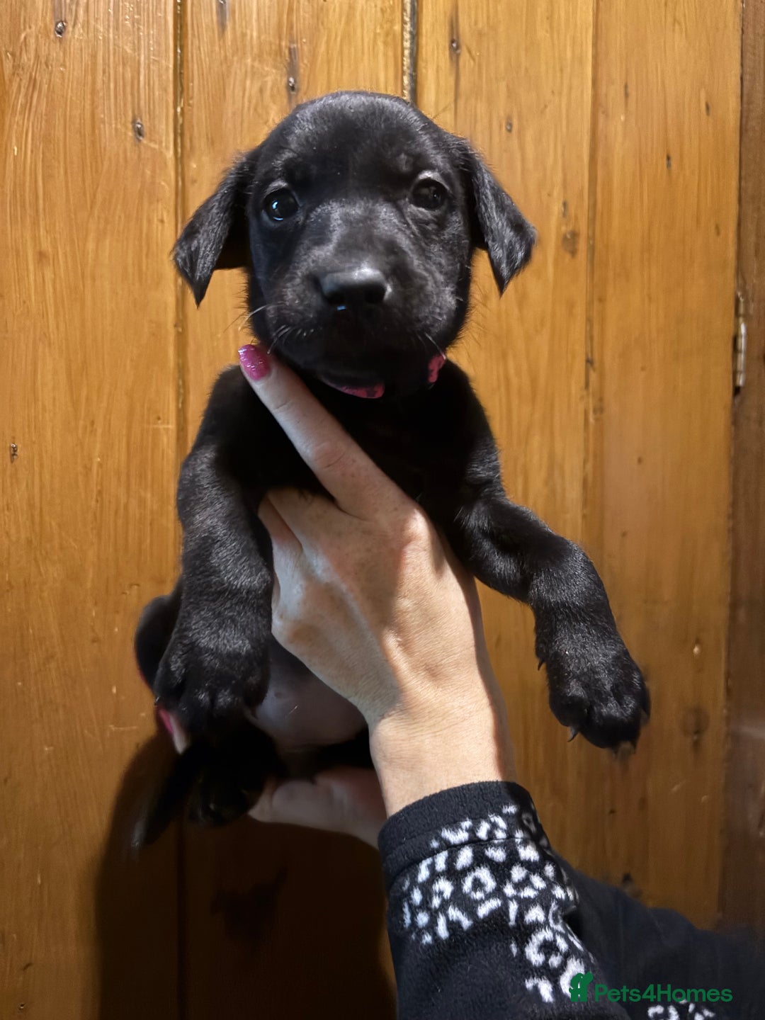 Labrador Retriever dogs for sale: Ready to leave now 3 gorgeous males pups left  - Advert 2