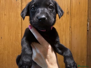 Labrador Retriever dogs Beautiful kennel club pups with impressive lines - Advert 12