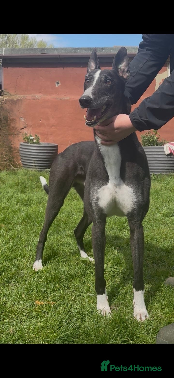 Greyhound dogs Niall - Advert 13