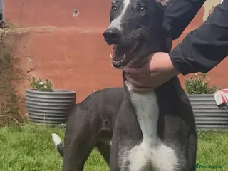 Greyhound dogs Niall - Advert 13