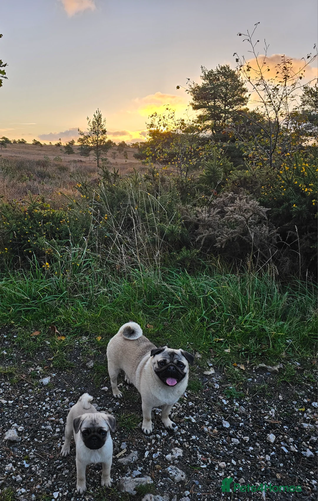 Pug dogs for sale: Pug puppies Kc registered  - Advert 9