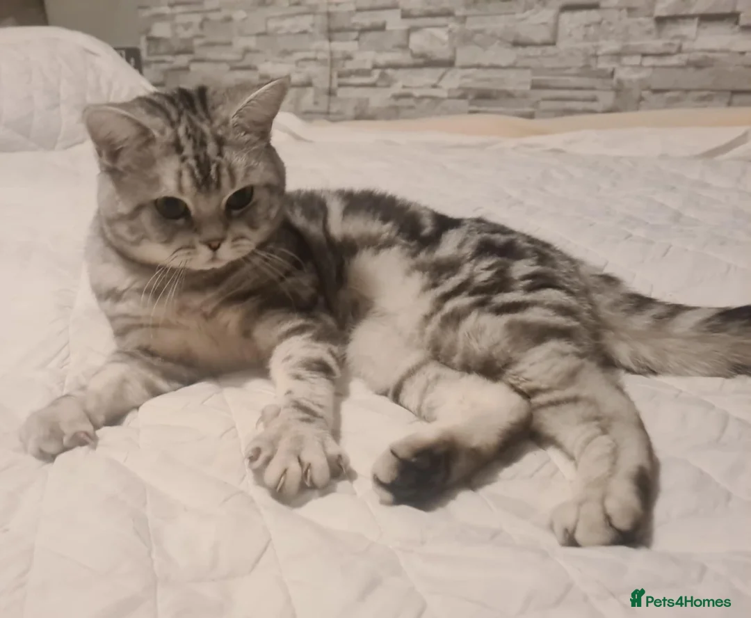 British Shorthair cats for stud: GCCF shorthair ready for stud in Knottingley - Advert 2