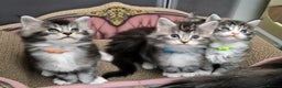 Maine Coon cats for sale: 🎀 Outstanding GCCF Pedigree Maine Coon Kittens 🎄 - Advert 3