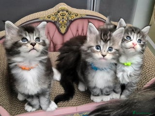 Maine Coon cats 🎀 Outstanding GCCF Pedigree Maine Coon Kittens 🎄 - Advert 5