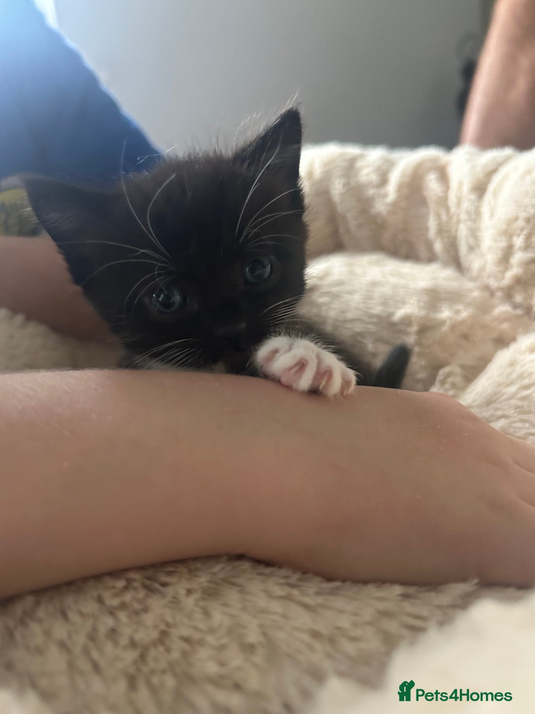 Mixed Breed cats for sale: Two very cheeky kittens left *Ready now* - Advert 4