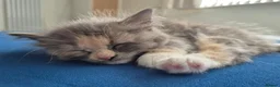Mixed Breed cats for sale: Kittens of Maine Coon and Chartreux crosses in Portsmouth - Advert 3