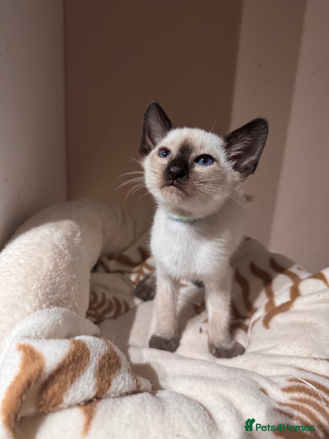 Siamese cats for sale: 3 cute Siamese kittens available - Advert 8