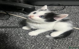 Russian Blue cats for sale: Russian blue mix  - Image 12