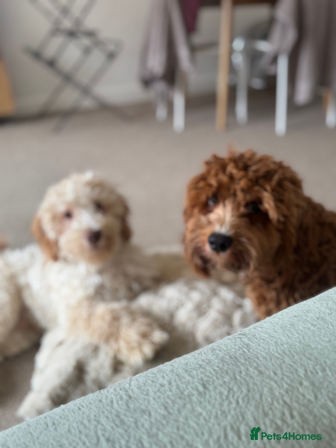 Cockapoo dogs for sale: 2 Male Cockapoos need a home :( - Image 4
