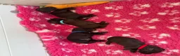 Cocker Spaniel dogs for sale: Cocker Spaniel Puppies For Sale in Bridgend - Advert 19