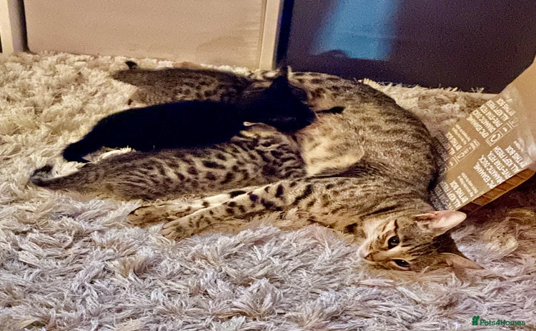 Savannah cats - Advert 1