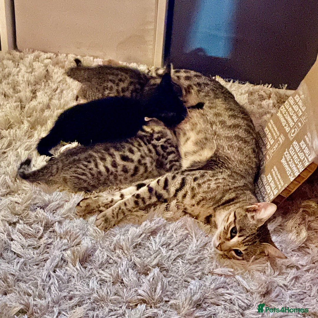 Savannah cats for sale: 2 beautiful Savannah kittens - Image 1