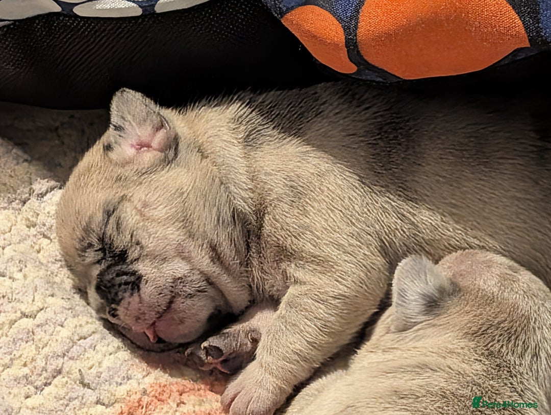 Frug dogs for sale: Beautiful litter of frugs  - Advert 27