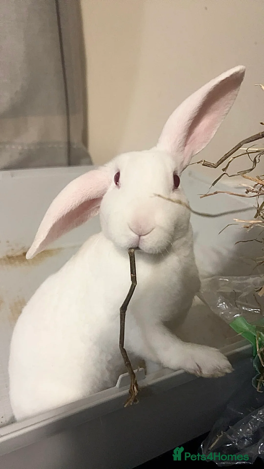 Mixed Breed rabbits for sale: 2 beautiful female rabbits - Advert 5