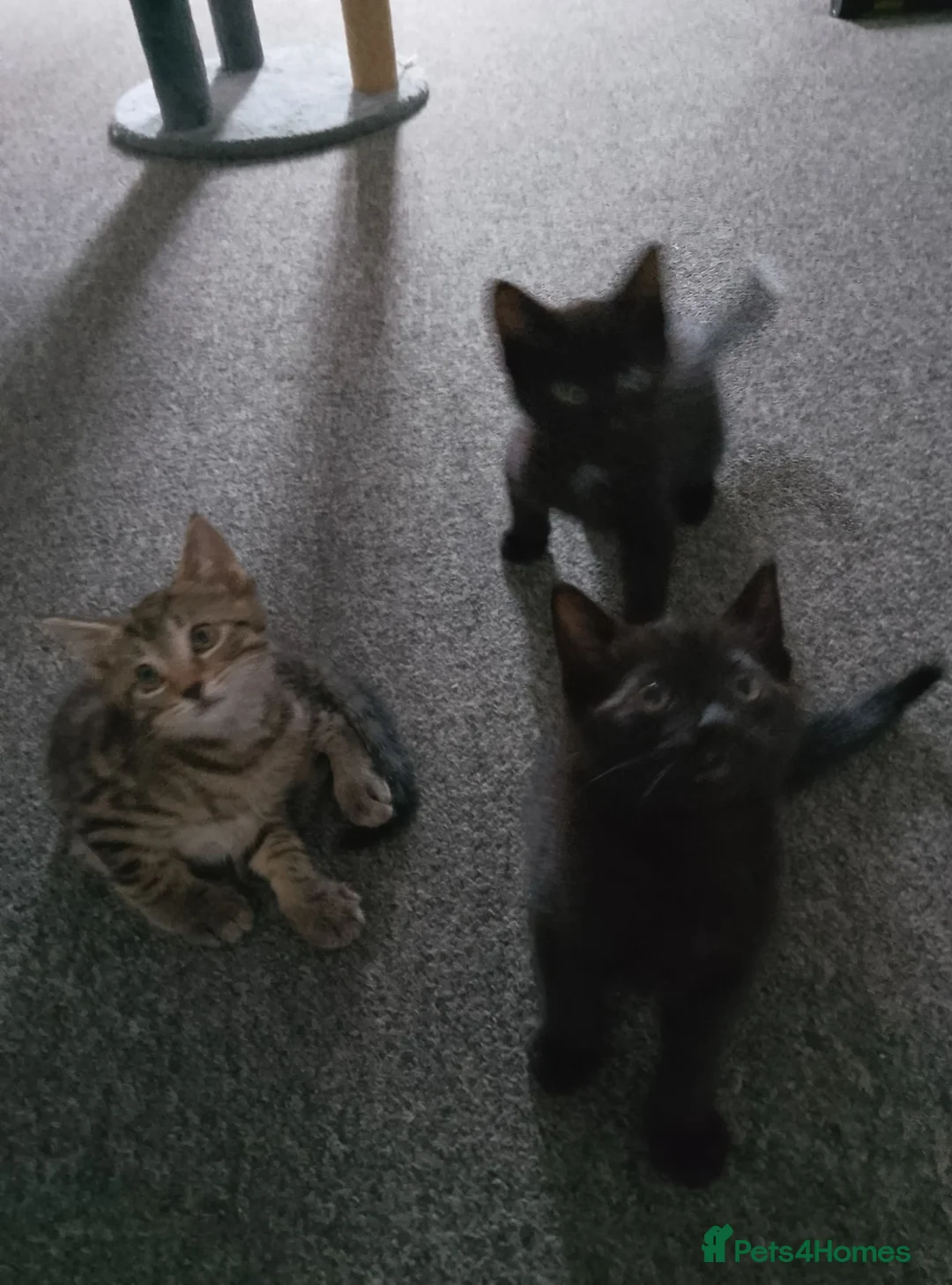 Mixed Breed cats for sale: 3 beautiful kittens needing forever homes  - Advert 2