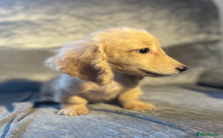Dachshund dogs - Advert 7