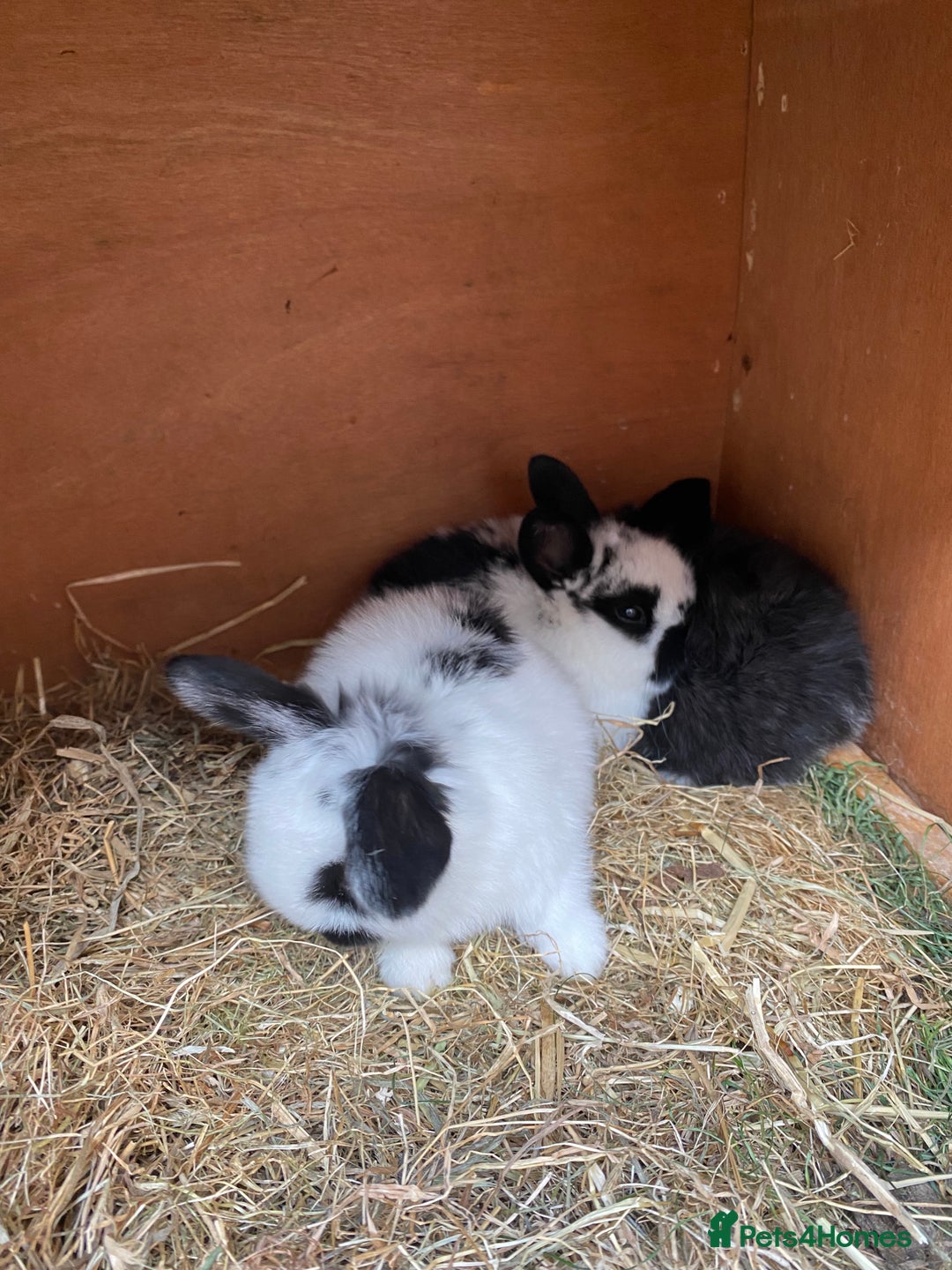 Mini Lop rabbits for sale: Adorable Purebred Mini Lops.  - Image 9