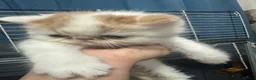 Exotic cats for sale: Cute kittens for sale - Advert 3