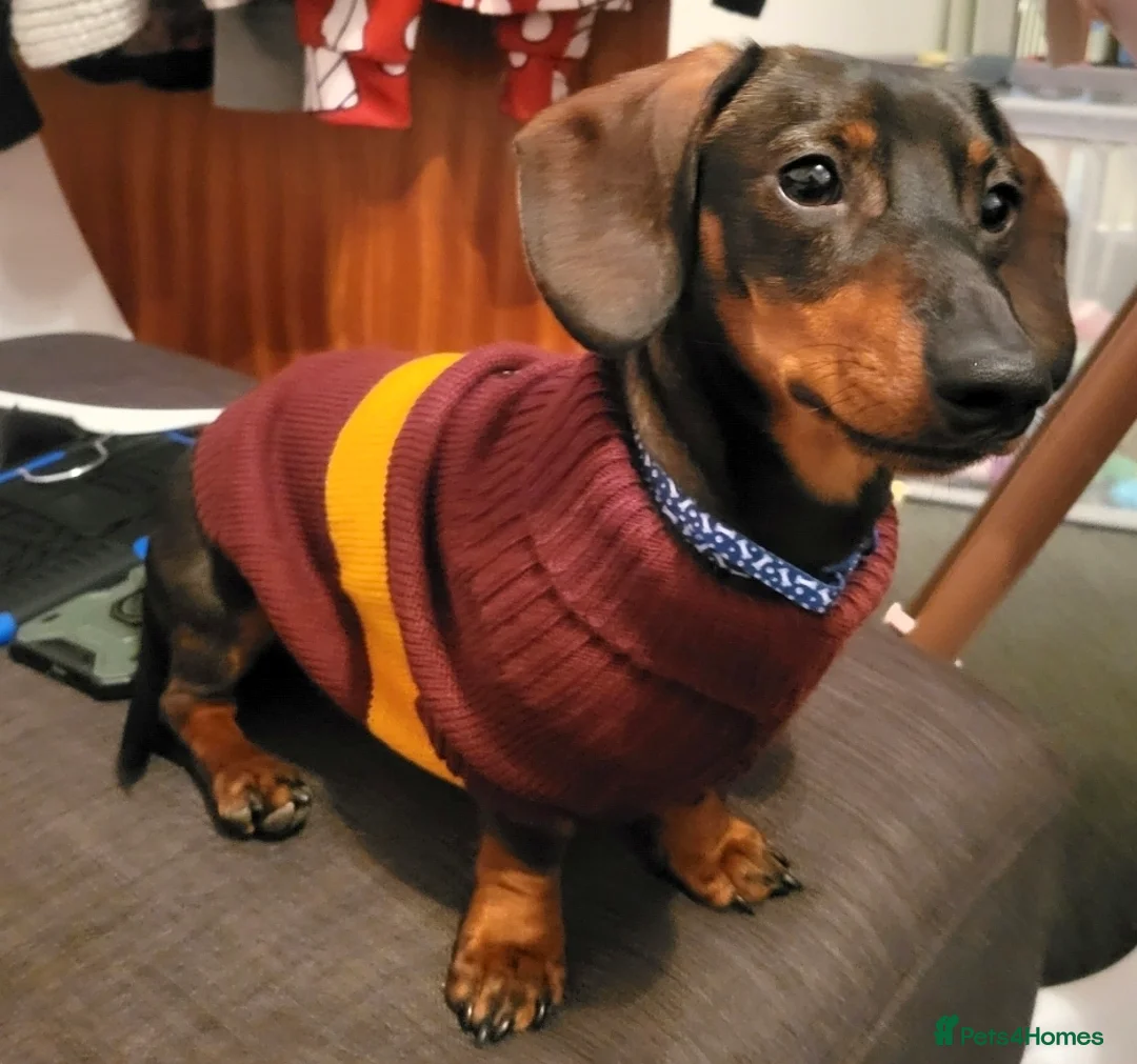 Dachshund dogs for sale: Dachsund puppy looking for his forever home - Advert 8