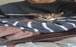 Mixed Breed cats for sale: Beautiful girls looking for forever home  - Advert 3