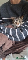 Mixed Breed cats Beautiful girls looking for forever home - Advert 4