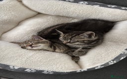 Bengal cats for sale: Two tabby kittens - Image 4