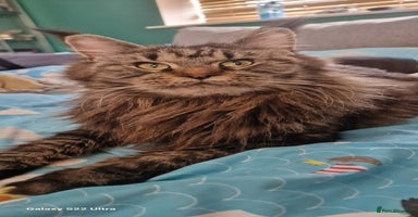 Maine Coon cats - Advert 4