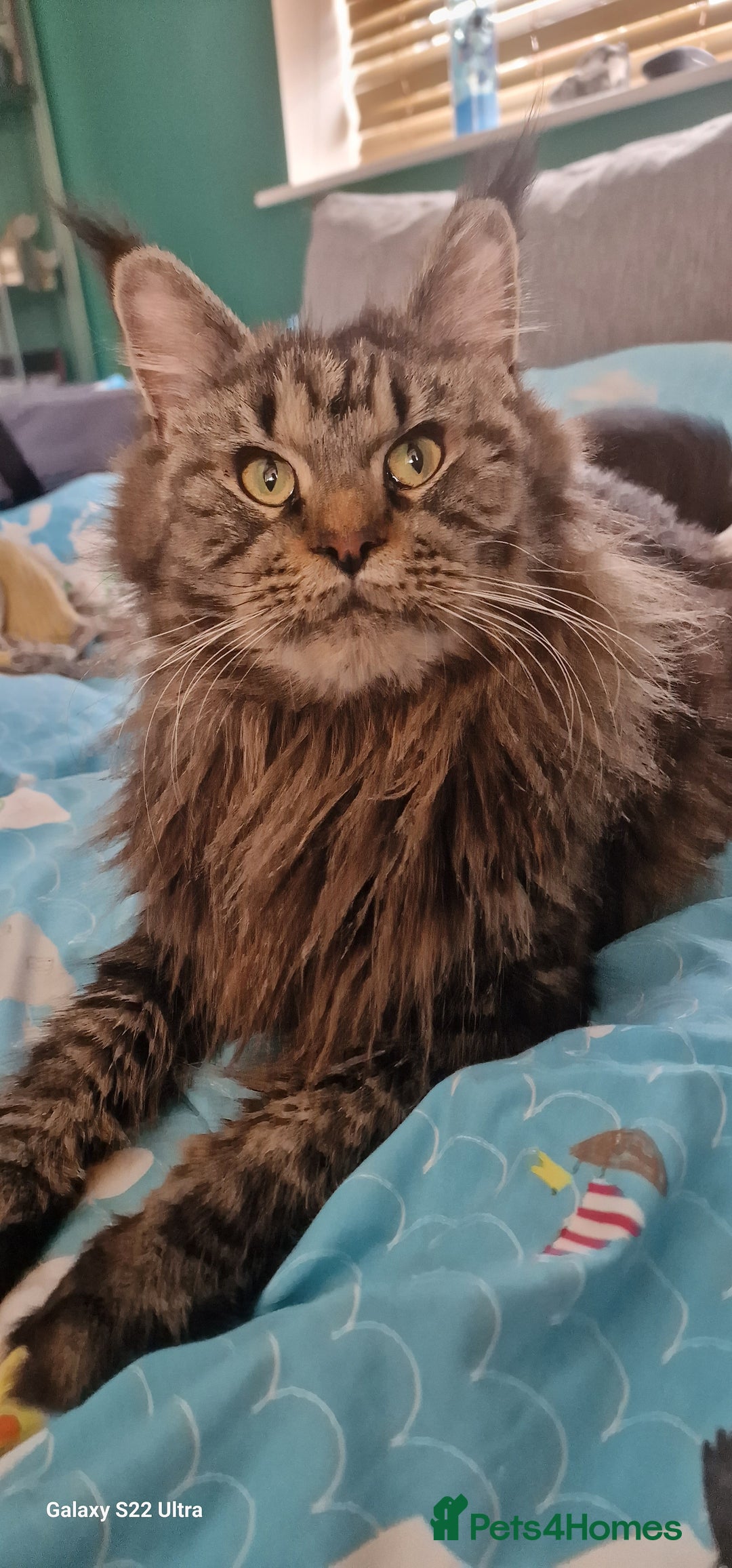 Maine Coon cats for sale: Female🍁🍂 - Image 2