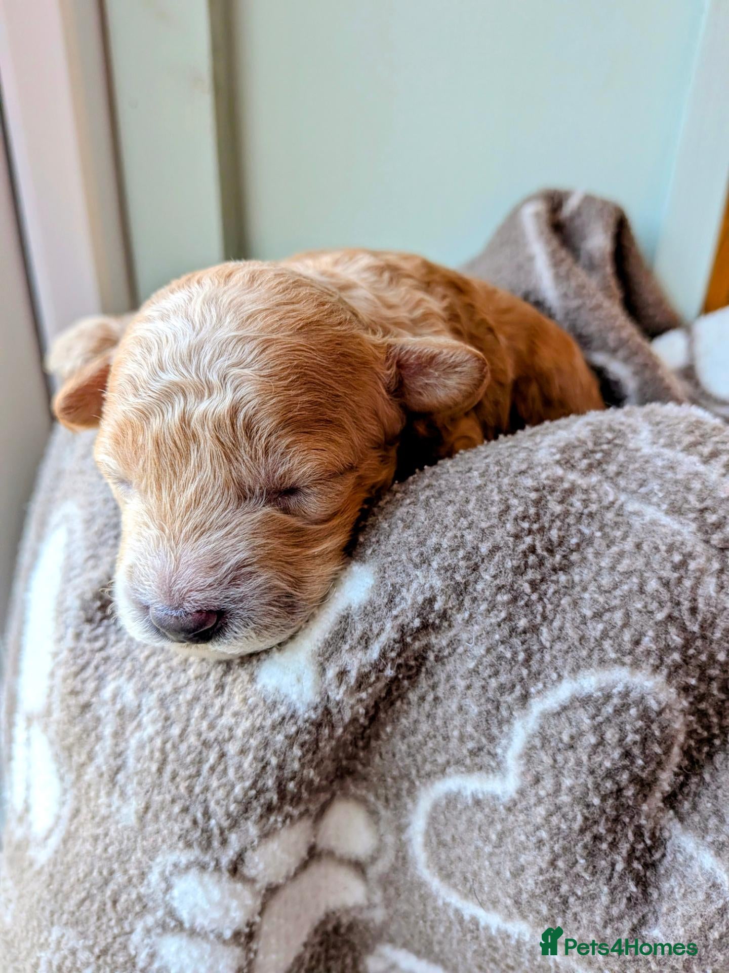 Toy Poodle dogs for sale: Beautiful Toy Poodle Puppies – Apricot boy❤️ - Advert 8