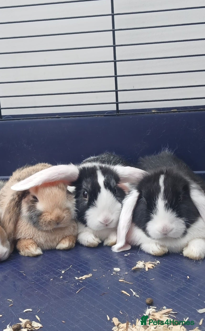 Mini Lop rabbits 3 x Mini Lop Rabbits - Advert 6
