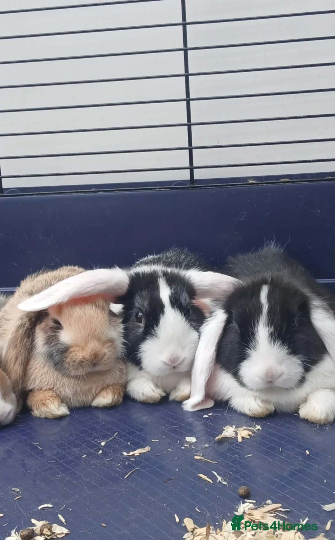 Mini Lop rabbits for sale: 3 x Mini Lop Rabbits in West Wickham - Advert 1