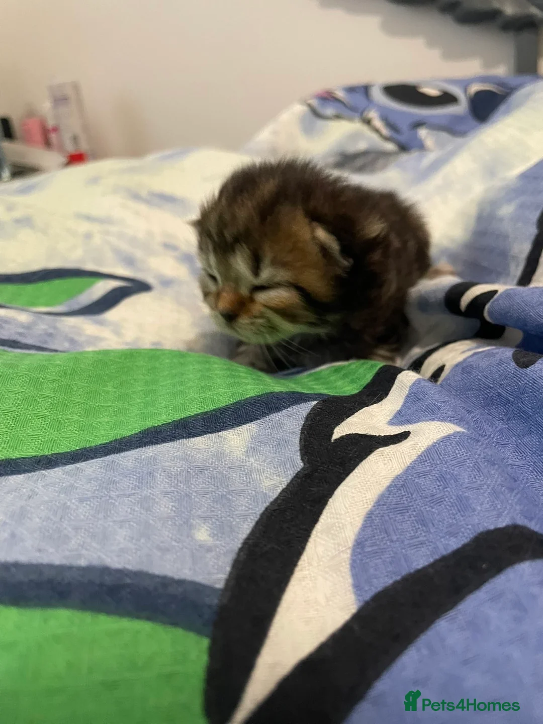 Persian cats for sale: Persian kittens  - Advert 10