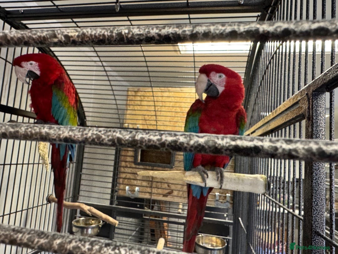 Macaws birds for sale: Macaws  - Image 1