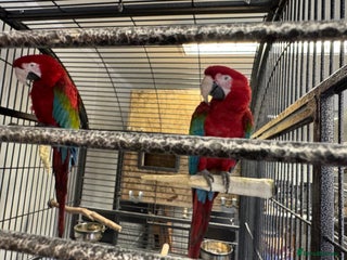 Macaws birds - Advert 35