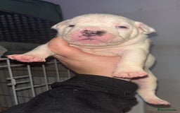 Mixed Breed dogs for sale: 4 beautiful olde English bulldog/ American bulldog - Advert 24