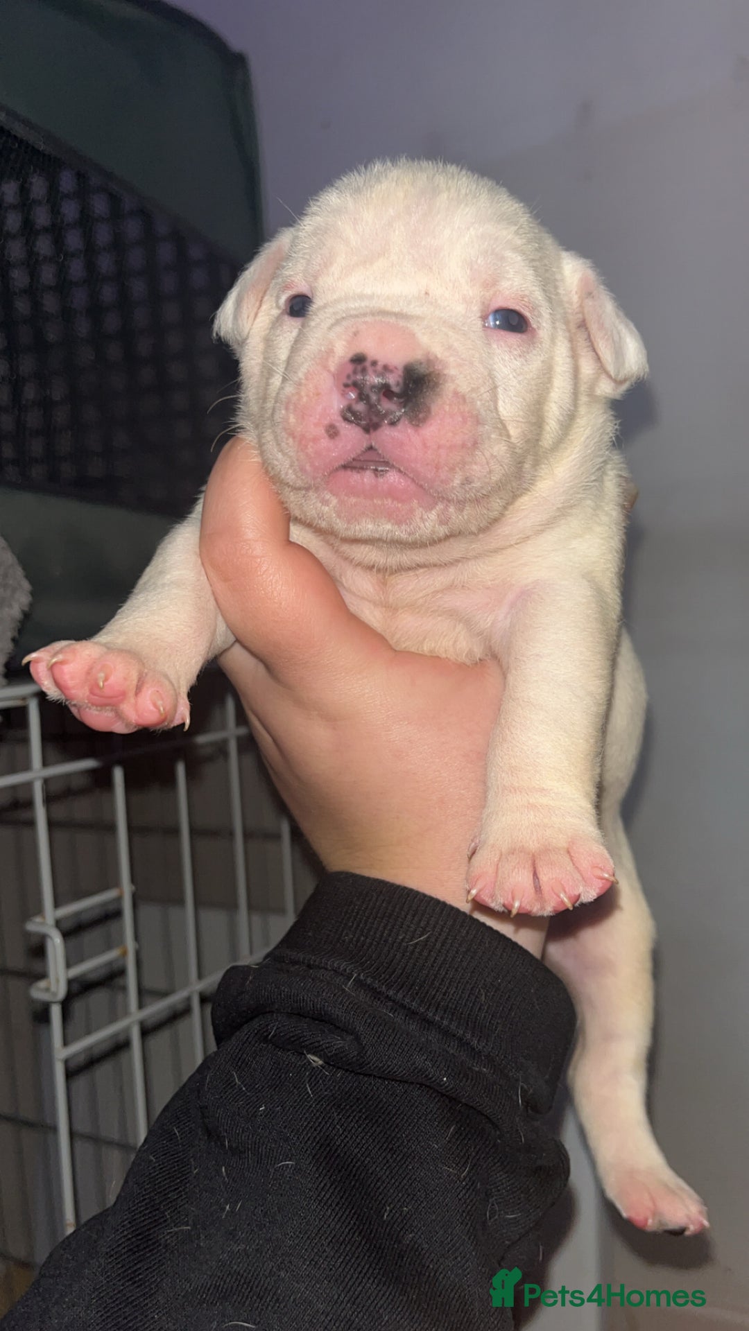 Mixed Breed dogs for sale: 4 beautiful olde English bulldog/ American bulldog - Advert 24