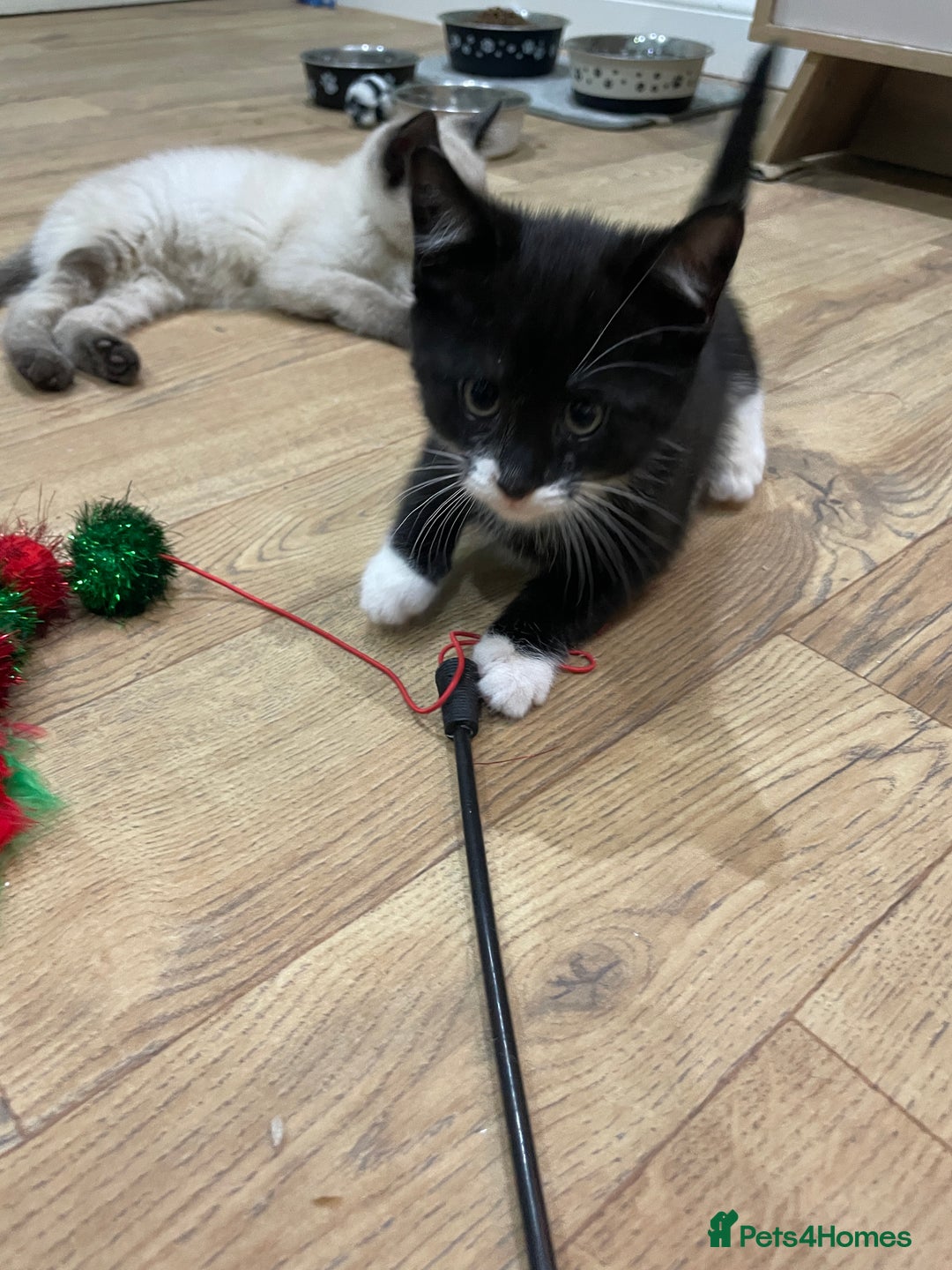 Mixed Breed cats for sale: 2 beautiful little girls - Advert 10