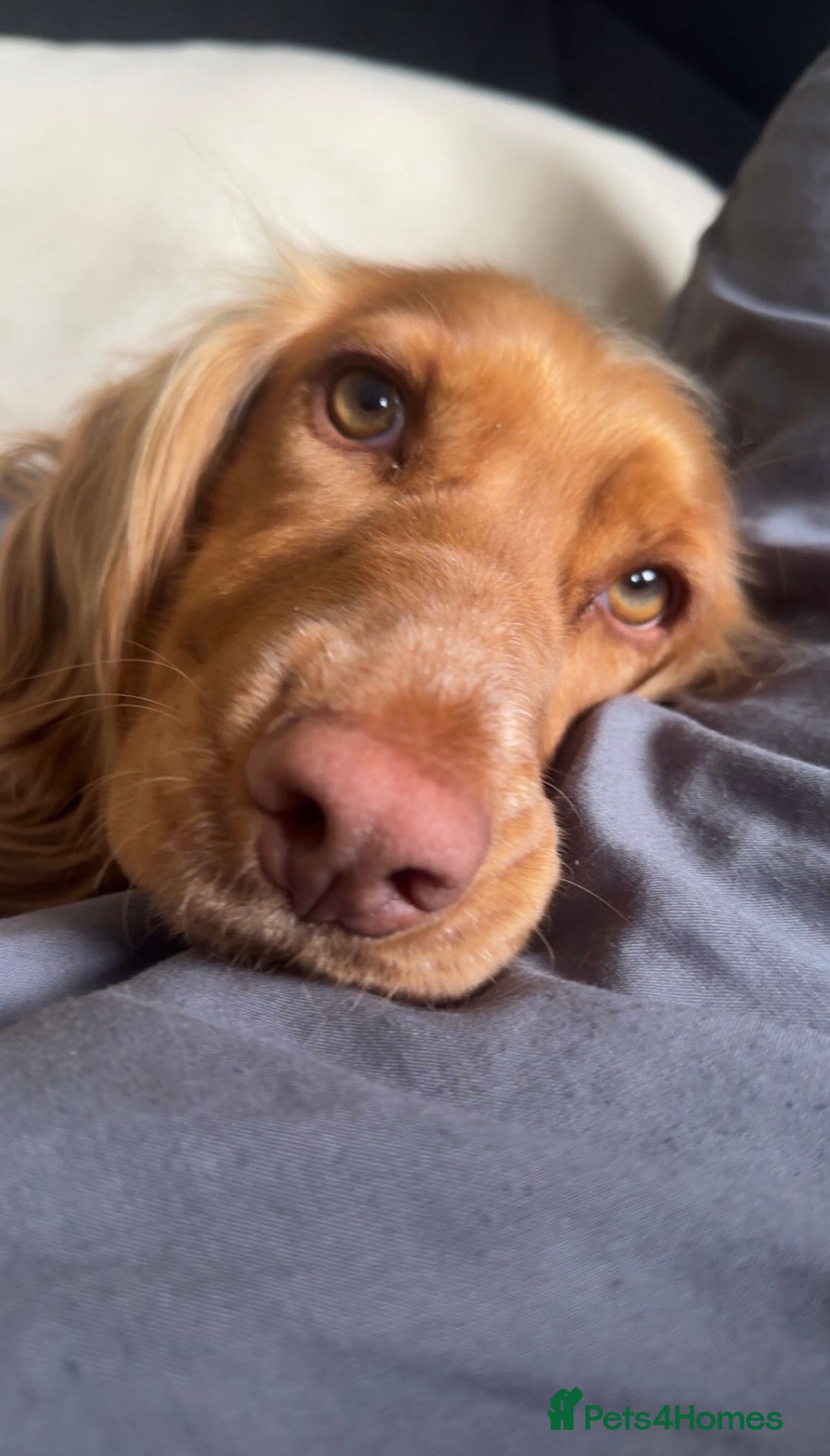 Cocker Spaniel dogs KC Registered Working Cocker Spaniel - 3yo, Female - Advert 1