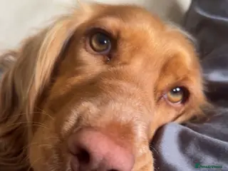 Cocker Spaniel dogs KC Registered Working Cocker Spaniel - 3yo, Female - Advert 4