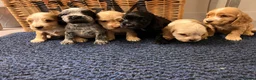 Cocker Spaniel dogs for sale: Stunning Show type cocker spaniel puppies  - Advert 10