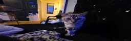 Bengal cats for stud:  Beautiful Snow Bengal called Snow - Advert 7