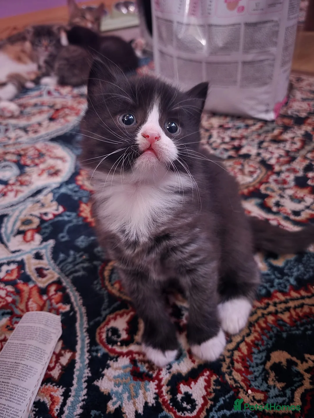 Mixed Breed cats for sale: Raised With Love – Gorgeous Kittens - Advert 6