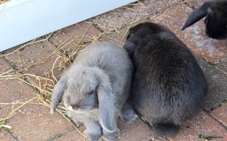 Mini Lop rabbits for sale: beautiful mini lops ready for new homes  - Image 9