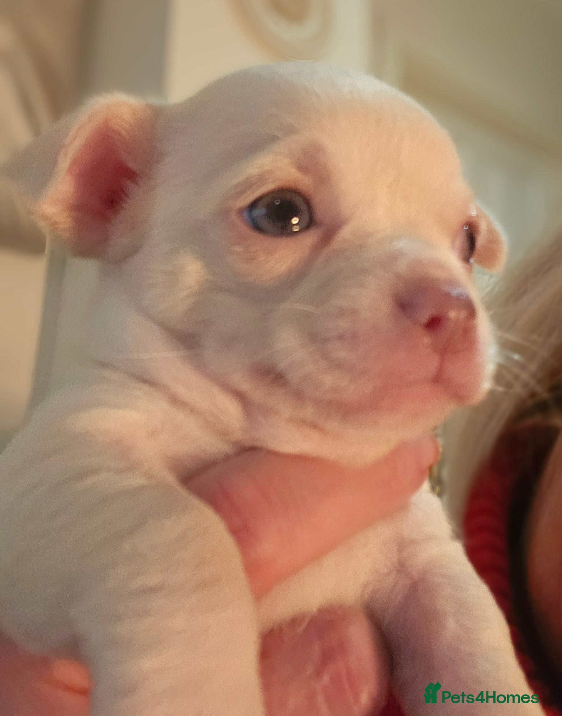 Chihuahua dogs White With Stunning Blue  Eyes Chihuahuas  - Advert 5