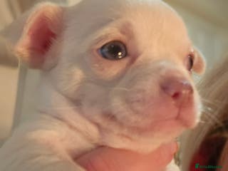 Chihuahua dogs White With Stunning Blue Eyes Chihuahuas - Advert 6