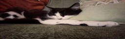 Domestic Shorthair cats for sale: 4 month old female kitten  in Billingham - Advert 1