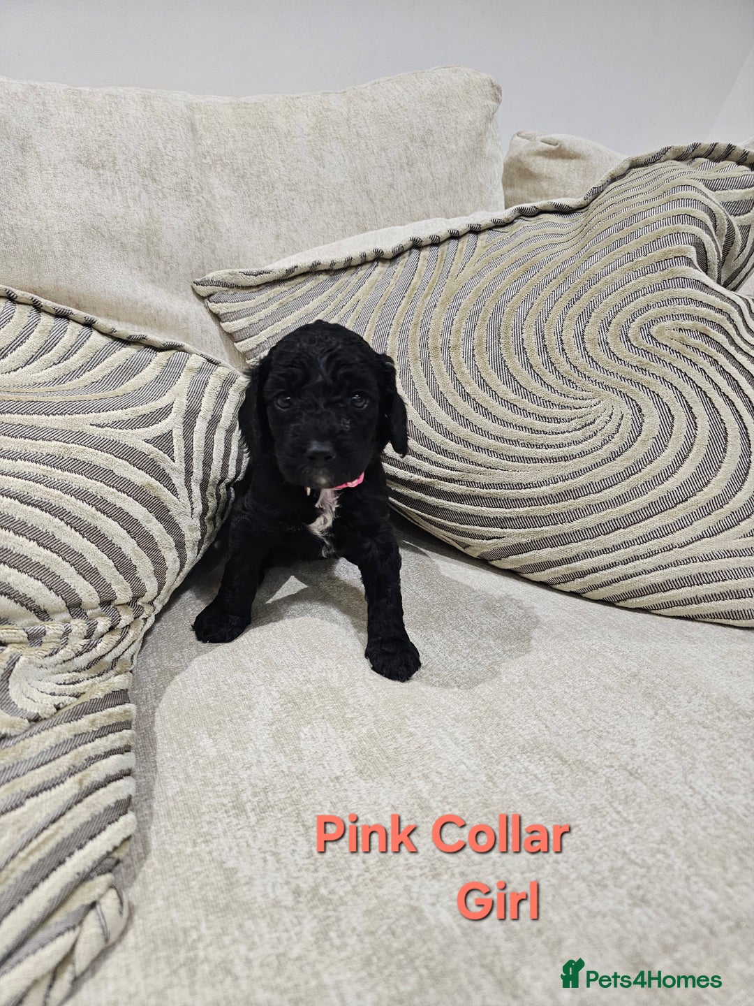 Cockapoo dogs for sale: Beautiful Merle Cockapoo puppies - Advert 6